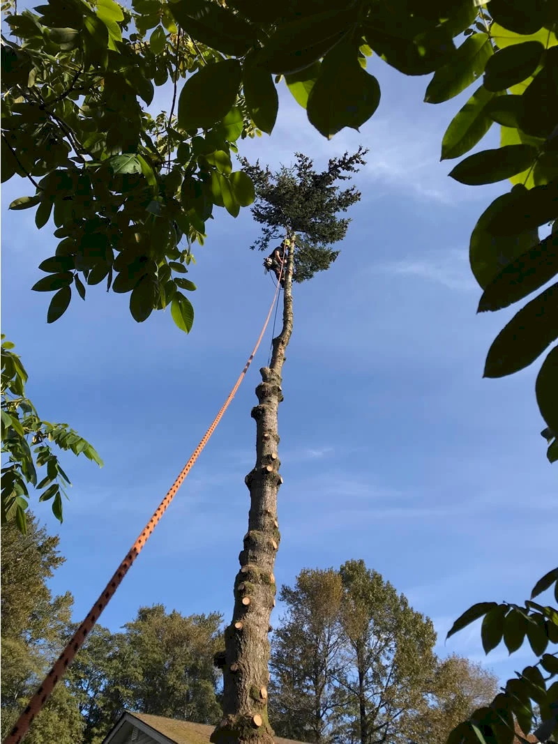 Silverback Treeworks
