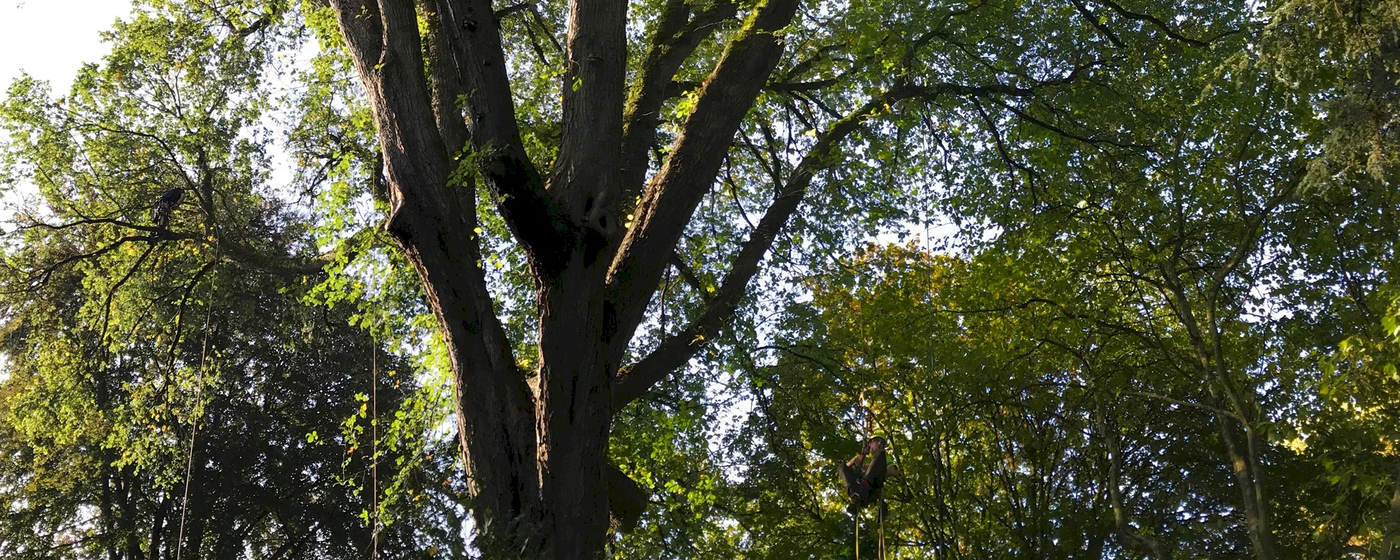 Silverback Treeworks